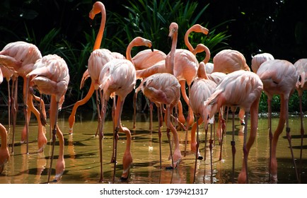 A group of pink flamingos 
