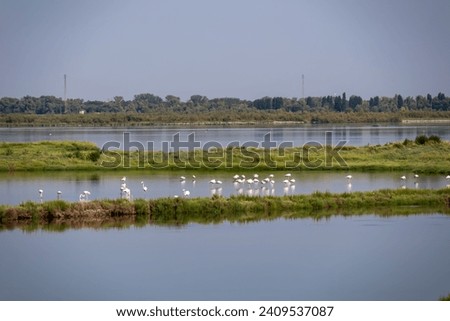 Group of Pink Flamingos with scenic view of Parco del Delta del Po in Veneto, Italy. Untouched wetlands in Po Delta. Raw wilderness on Via delle Valli Rovigo Province. Serene unspoiled natural habitat