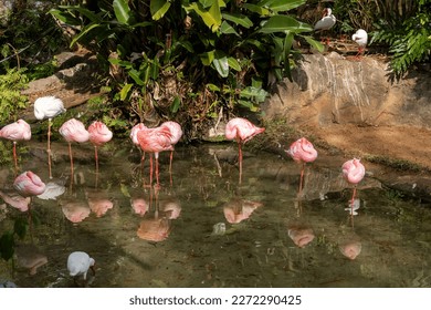 A group of pink flamingos stands around in a pond on a hot sunny day in Orlando, Florida.