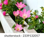a group of pink flowers sitting on top of a wooden bench, (eos 5ds r, ( eos 5 ds r, rubrum lillies, flowers with very long petals, beautiful flower, lillies, pink flowers, lily flowers. 8 k, pink flow