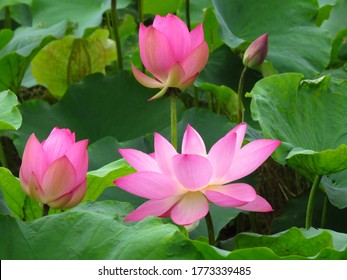 A group of pink lotus flowers in different stages of growth - Powered by Shutterstock