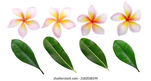 Group Of Pink Plumeria Frangipani Flowers ( Leelawadee ) Leavese On White Background. Thai Beautiful And Awesome Flowers, Tropical And Hawai Flower.