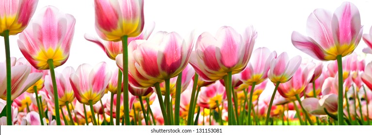 Group of pink tulips on a white background. Panorama. Spring landscape