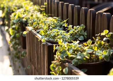 A Group Of Plants Grown In A Palisade Garden