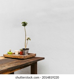 group of plants on the table
