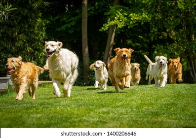 A group of playful pedigreed Golden Retriever dogs are running  towards the camera in a green park. - Shutterstock ID 1400206646