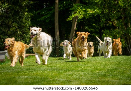 A group of playful pedigreed Golden Retriever dogs are running  towards the camera in a green park.
