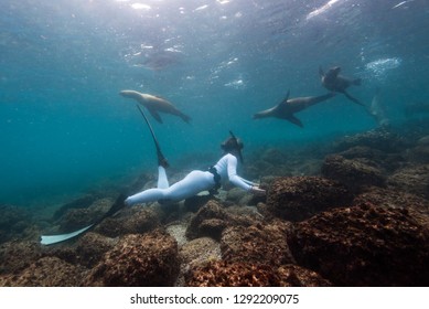 A group of playful sealions swims around a snorkeler in the waters around the Galapagos islands