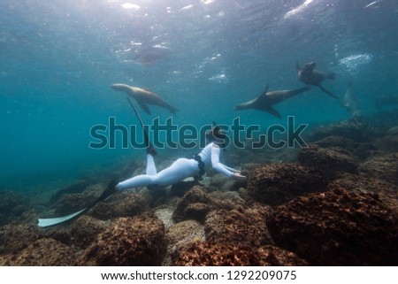 A group of playful sealions swims around a snorkeler in the waters around the Galapagos islands