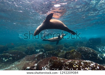 A group of playful sealions swims in the waters around the Galapagos islands
