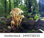 A group of poisonous mushrooms of white color in the forest on the background of fallen leaves. The topic of poison and gathering mushrooms in the forest. Beautiful background with forest fragile mush