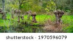 Group of pollard Willow trees
