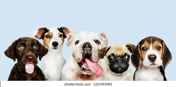 Group portrait of adorable puppies - Shutterstock ID 1251492481