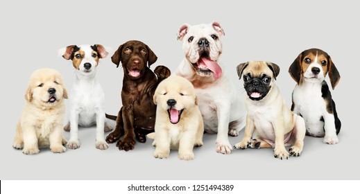 Group portrait of adorable puppies
