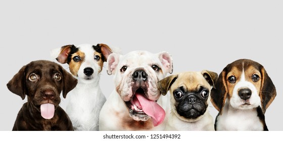 Group portrait of adorable puppies - Shutterstock ID 1251494392