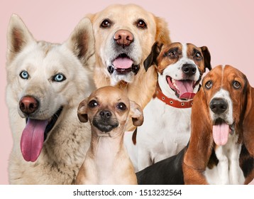 Group portrait of adorable puppies - Shutterstock ID 1513232564
