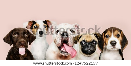 Group portrait of adorable puppies