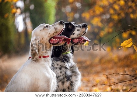 Group portrait of English Setter dogs in the autumn forest. Two white and black dogs look at their owner. Hunting dogs. Soft focus.