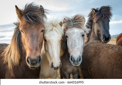 Group portrait of Icelandic horses