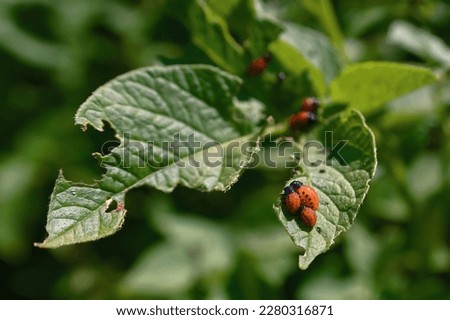 Group of potato bug larvae feeding on leaves of potato plants. Colorado potato beetle eats potato leaves. Pest invasion, parasite destroy potatoes plants, insects on eaten damaged leaves
