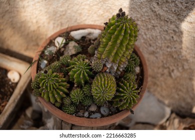 Group Of Potted Cacti In A Rock Soil