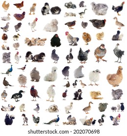 Group Poultry Front White Background Stock Photo 202070698 | Shutterstock