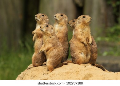 Group of prairie dogs standing upright