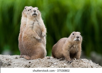 Group Of Prarie Dogs Looking Around. These Animals Native To The Grasslands Of North America