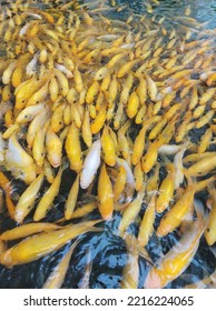 A Group Of Predatory Fish In A Captive Pond