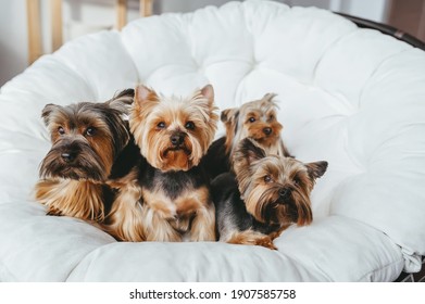 Group Of Pretty Yorkie On Miniature Couch Sofa. Front View