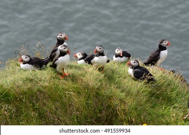 Group of puffins on a grassy cliff