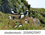 A group of puffins sitting on a rock