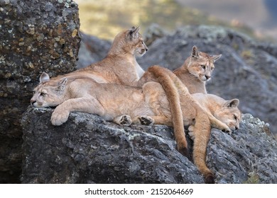 A Group Of Puma Cubs Lying On The Rocks And Resting In The Safari