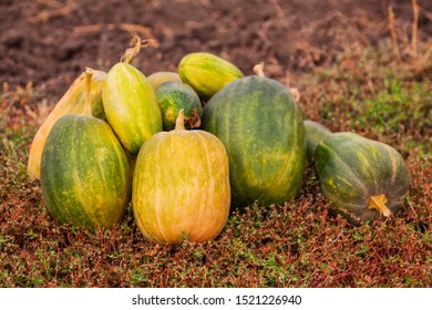 Group Of Pumpkins In Field