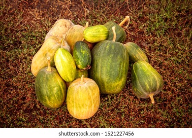 Group Of Pumpkins In Field