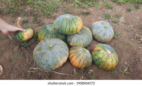 Group of Pumpkins in field