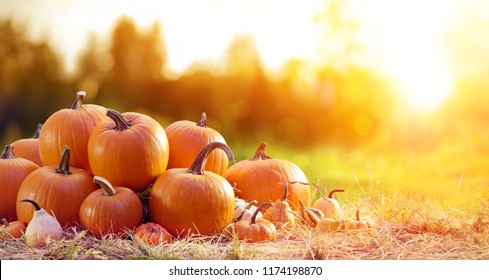 Group Of Pumpkins In Field At Sunset
					