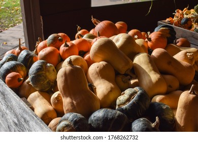 A group of pumpkins and squash