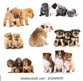 Group Of Puppies  Different Breeds