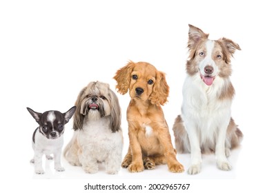 Group Puppies Different Breeds Sitting Front Stock Photo 2002965767 ...