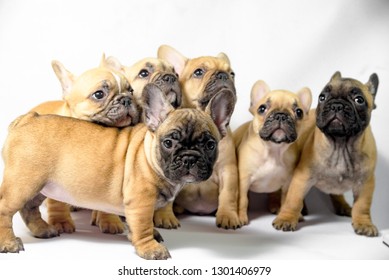 Group Puppies French Bulldogs Brown Color Stock Photo 1301406979 ...