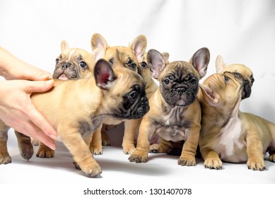 Group Puppies French Bulldogs Brown Color Stock Photo 1301407078 ...