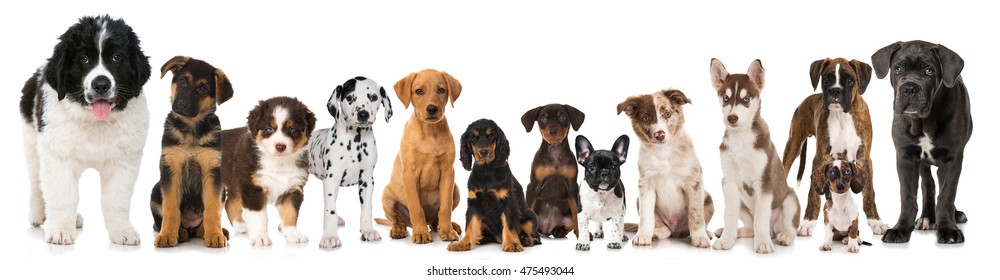 Group Of Puppies Isolated On White