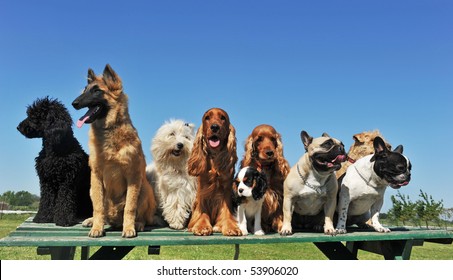 group of puppies purebred dogs on a table
