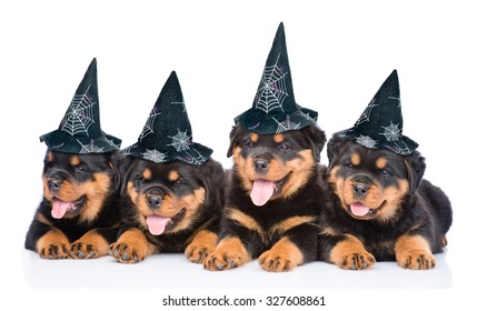 Group Of Puppies Rottweiler With Hats For Halloween  Lying In Line. Isolated On White Background