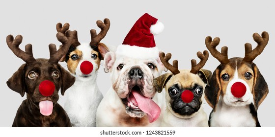 Group Of Puppies Wearing Christmas Costumes To Celebrate Christmas