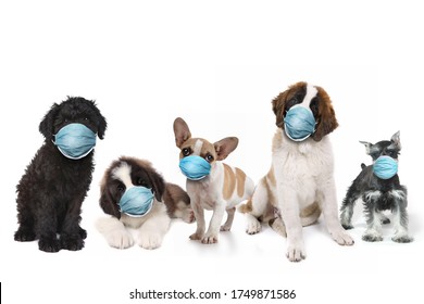 Group of Puppies Wearing Protective Face Masks