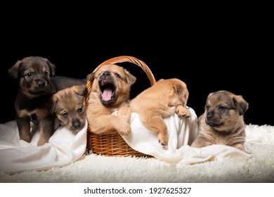 Group Of Puppies In A Wicker Basket On A White Blanket. Studio Photo On A Black Background. Horizontally Framed Shot.