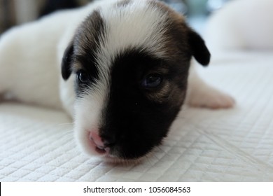group puppy Jack Russell