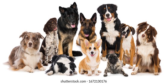 Group of purebred dogs isolated on white background